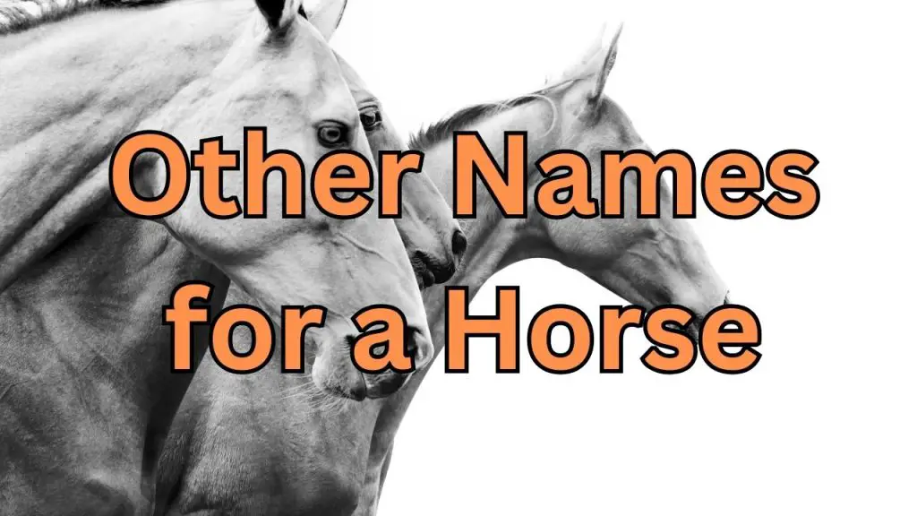 other-names-for-a-horse-terms-to-know