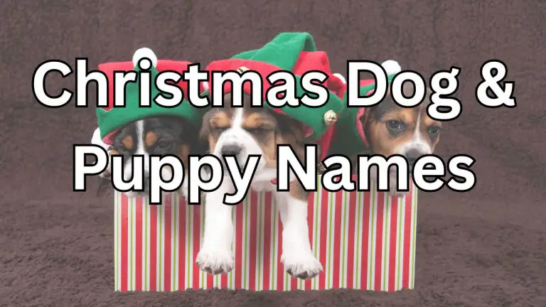 Names for christmas dog and puppy