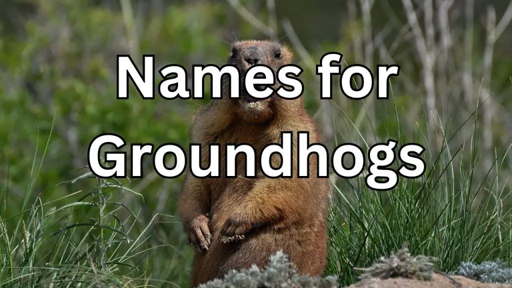 200+ Groundhog Names (Funny, Cute, Unique and More!)