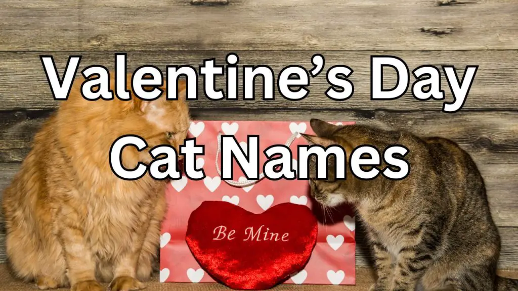 200-valentine-s-cat-names-cute-funny-unique-creative-and-more