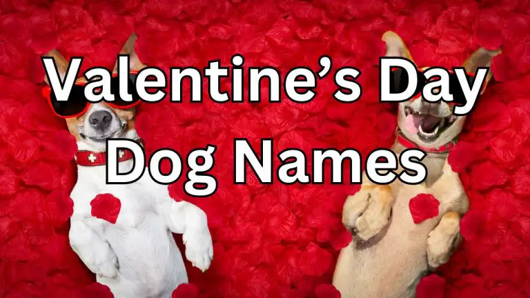 Names for valentines day dogs